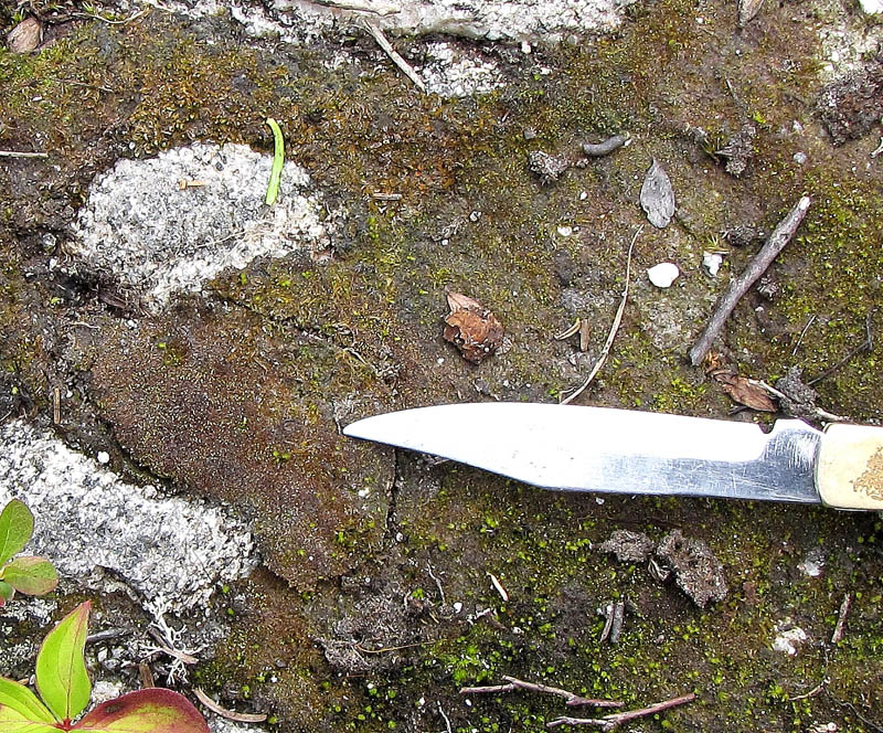 Odontoschisma francisci